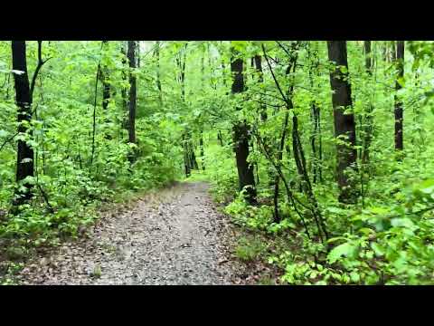 Walking in the spring forest after the rain, UHROVEC, SLOVAKIA - Apríl 17, 2024