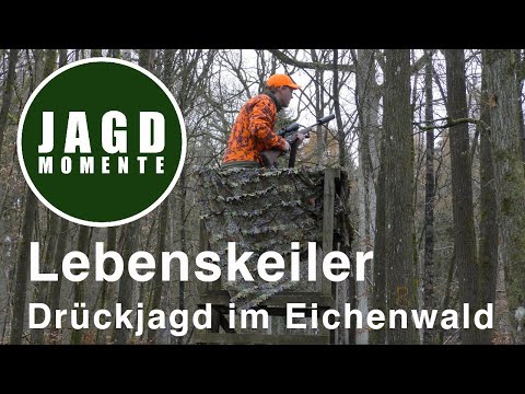 JagdMomente | Folge 16 | Lebenskeiler - Drückjagd im Eichenwald