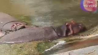 preview picture of video 'Delhi Zoo Delhi Chidiya Ghar'