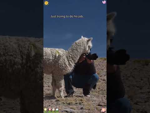 Wild Animals Meeting Photographers 📷#wildlife #funnyanimals #photographer #animallife#foryou
