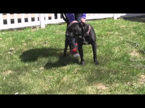 Blu, an adopted American Staffordshire Terrier in Wyandotte, MI_image-1