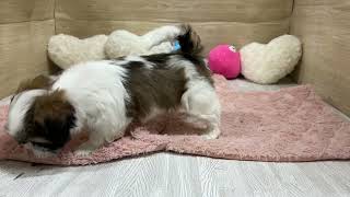 シーズーの動画01