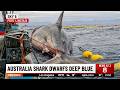 Australian Fishermen Pulled Up Shark Twice As Big As Deep Blue - But One Detail Changed Everything!