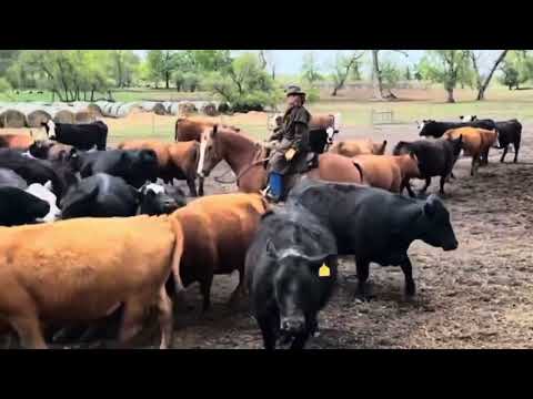 Bulk Barbie sells June 13-14 in Sheridan Wyoming at Cowgirl Cadillac sale!