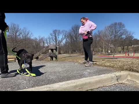 Chico, an adopted Pit Bull Terrier Mix in Highland, MD_image-1