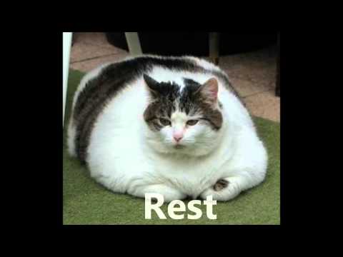 Fat cat special story！Lack of exercise?Overeating?