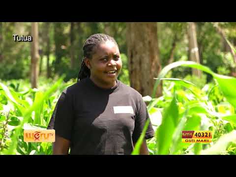 PAFID Kenya RCSAP project — Weru TV Murimi Caruruku