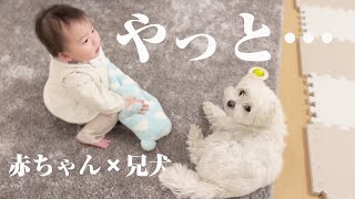 最近控えめだった兄犬が赤ちゃんに寄り添うようになるまでの記録。【マルプー×生後10ヶ月】