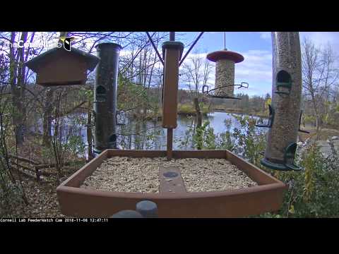 Busy Blue Jays and Red-bellied Woodpeckers – Nov. 8, 2018