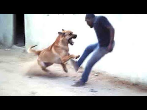 34 Thieves Who Got Owned By Guard Dogs