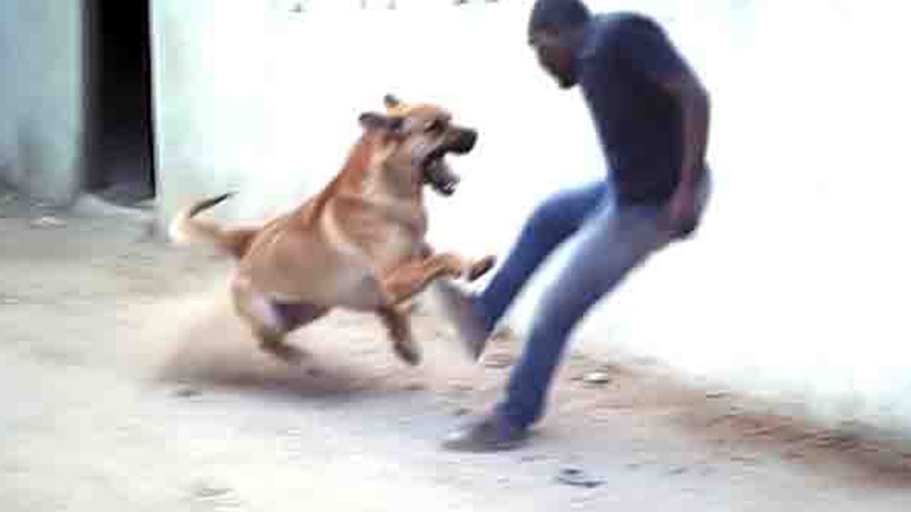 34 Thieves Who Got Owned By Guard Dogs