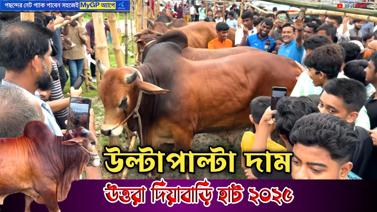 ঢাকা উত্তরা দিয়াবাড়ি অস্থায়ী গরুর হাট ২০২৫! আকাশ পাতাল দাম! qurbani cow price 2025