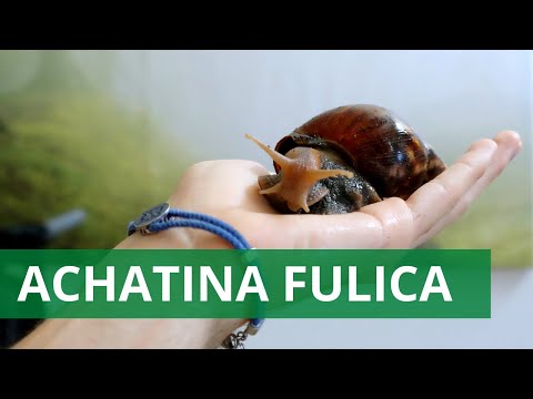 , title : 'Lumaca gigante africana domestica: come si tiene? - Achatina Fulica - Rettili TartaGuida'