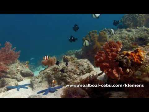 Korallenriffe in Moalbaol