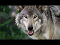 Gray Wolf Canis Lupus