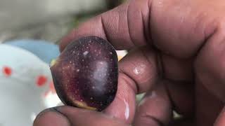 Download lagu Makan Buah Tin jenis iraqi mp3 Download lagu Makan Buah Tin jenis iraqi mp3