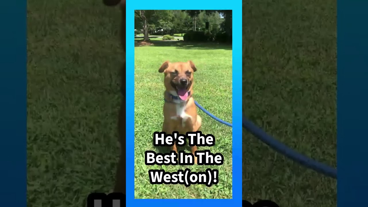Weston, a ADOPTABLE mixed breed in Kennesaw, GA video 6/6