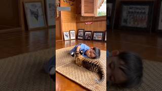 Download lagu amboii jinak nya..jomm selawat..#selawat #baby #lion #cute #animals mp3