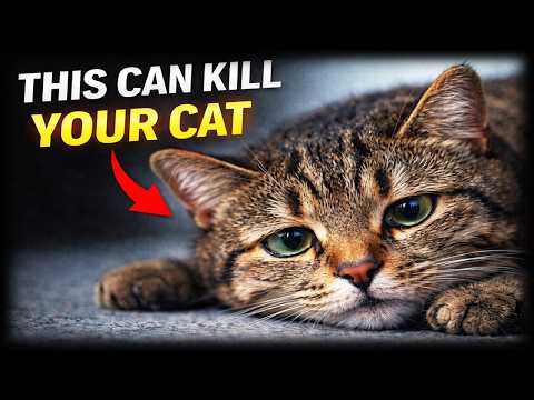 Doctors Warn: Indoor Cats Are Dying Because of This One Mistake