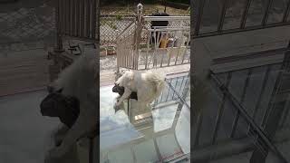 のら猫につきまとわれる犬#犬と猫 #いぬのきもち #犬との暮らし