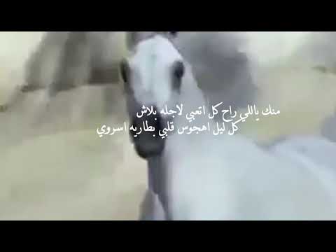 الجمال الاولوي كلمات الشاعر عبدالله بن عون أداء نياف تركي
