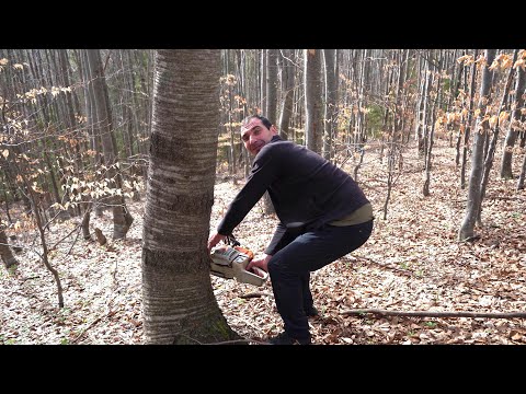 Dj Sebi ETNO -  La padure imi merge capul (Din lemne fac bani cu sacul)