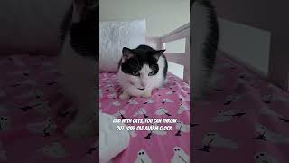 Download lagu Try cats today! 😆😆 audio: kitty.theduchess #cats #catmom #catsofyoutube mp3