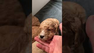 Video preview image #2 Poodle (Standard) Puppy For Sale in WAGENER, SC, USA