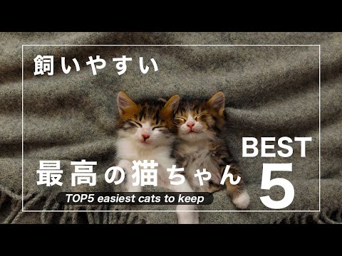 5つのエキゾチックな猫の品種