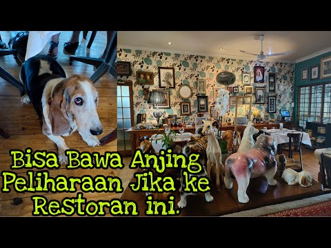 PET FRIENDLY CAFE IN SOUTH AFRICA, You Can Bring Pet Dogs to This Restaurant.