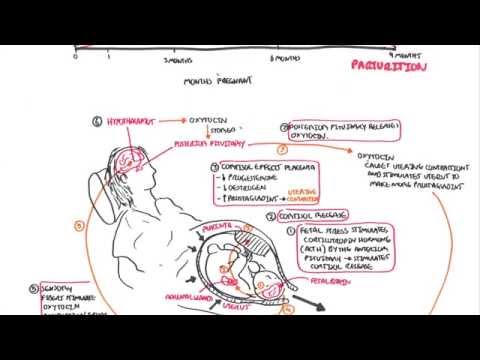 Parturition - Pregnancy, Hormones, Giving Birth