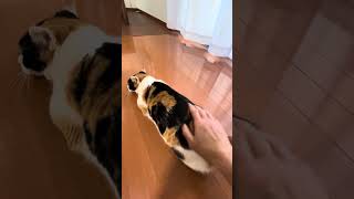 「ソース」のお尻をポンポンしてるだけの動画💕