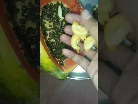 papaya seeds #samiksha's vlog #food