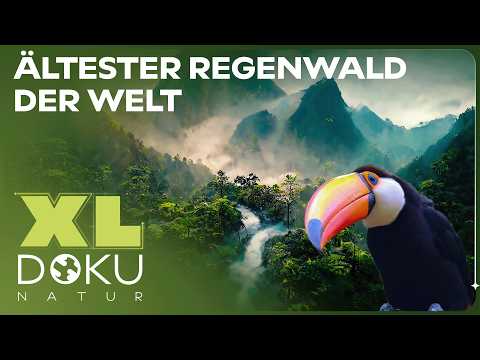 Geheimnisse im Regenwald | Expedition zum ältesten Regenwald der Welt | XL Naturdoku
