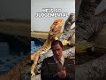 Bearded dragon stink eye
