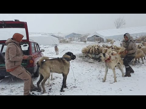 نهاية كلب الكانجال 😭😭- راعي غنم وسط الثلوج