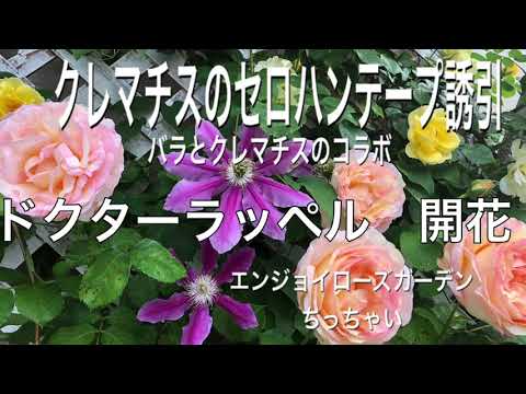 園芸 クレマチス「ドクター・ラッペル」