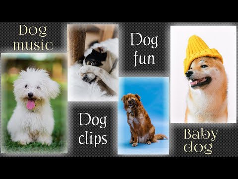 Relaxing Music for Dogs & Puppies, Funny Dog Clips, Cutest Dog, Funny Dog Videos #dogs