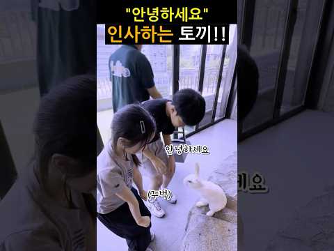 안녕하세요 토끼가 인사해요