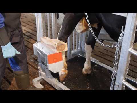 GDS Electric Hoof Trimming Crush - Image 2