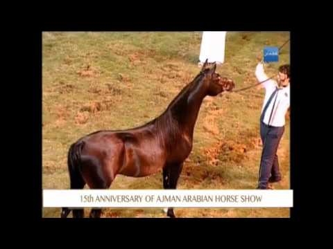 Ajman 2017 - Stallions Ch