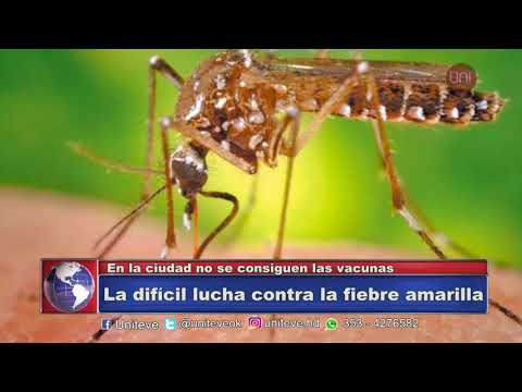 Sin vacuna de la fiebre amarilla