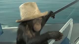 &quot;Leave My Monkey Alone&quot; - Warren Zevon (CD-R Vaporwave Edit)