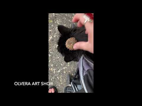 Queen Alley Cat Wearing Her Acorn Top Crown At The National Arboretum in DC | Silly Cat Video