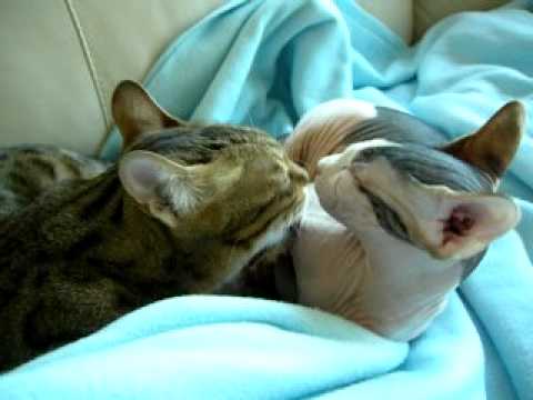 Venice & Dexter part  2, bengal vs sphynx