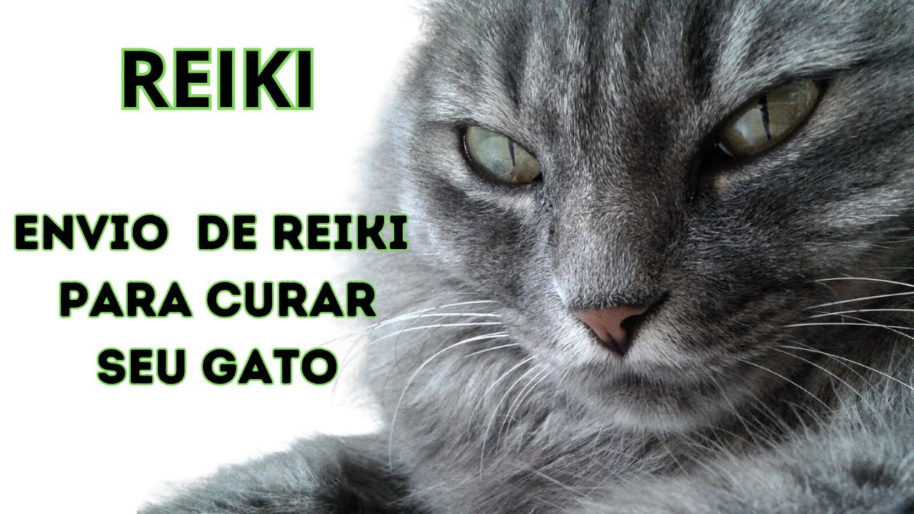REIKI A DISTÂNCIA "Envio de Reiki para Curar seu Gato"