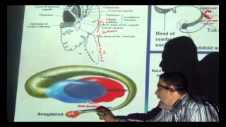 Dr Ahmed Elzainy Basal ganglia Neuroanatomy   الدكتور احمد الزيني