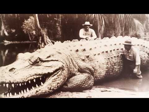 20 Největších Krokodýlů Zachycených Na Kameru