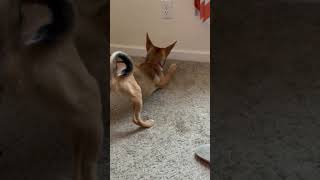 Video preview image #1 Chihuahua-Unknown Mix Puppy For Sale in Grafton, WI, USA