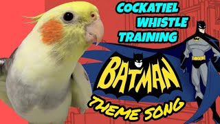 Download lagu 🦜Cockatiel Training Whistle – Batman Theme! [COCKATIEL WHISTLE] 🎶🦇 mp3